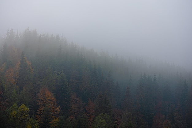 常用的市场信息服务渠道有